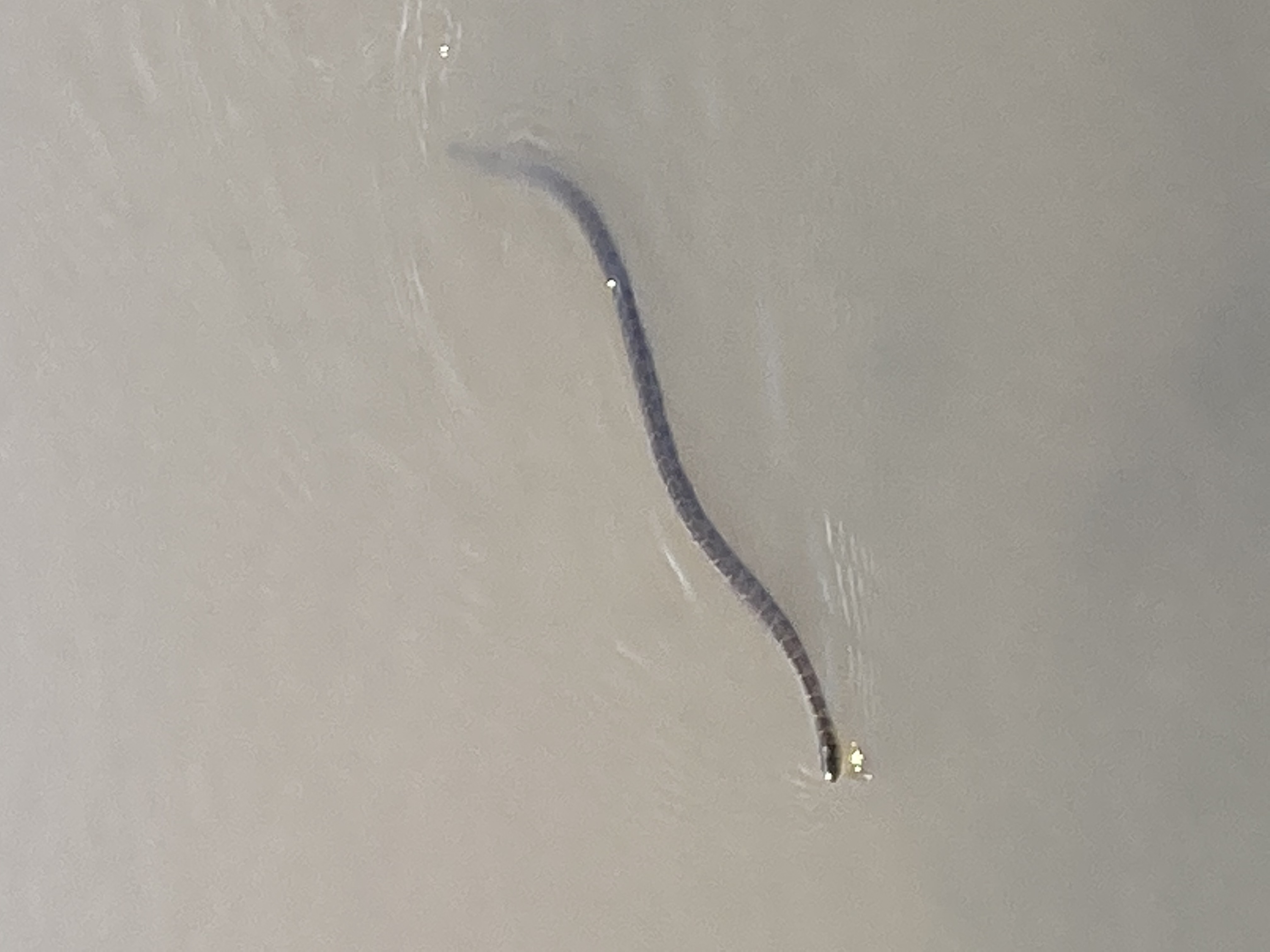 Watersnake seen in Red Lake New York