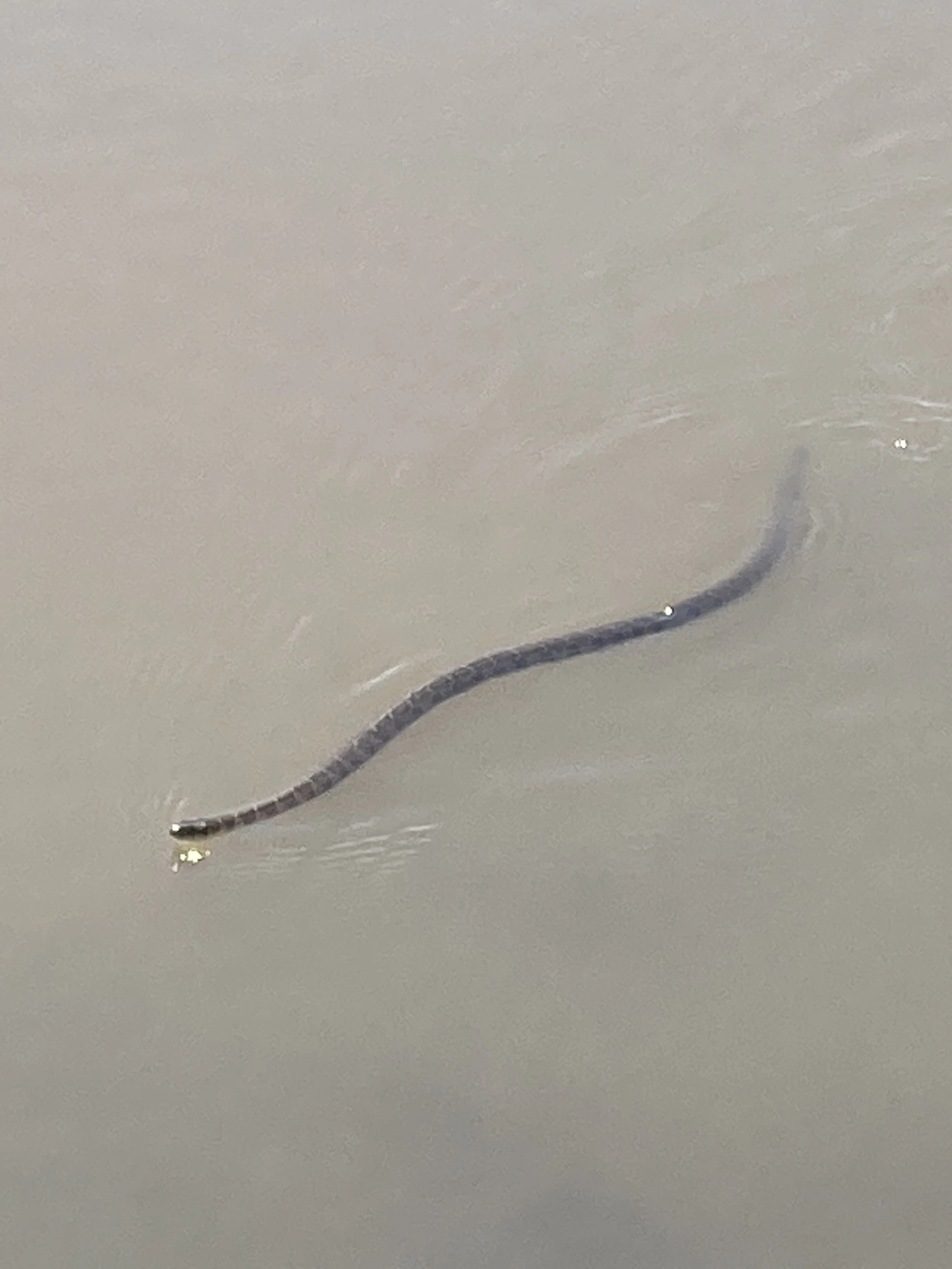 Watersnake seen in Red Lake New York