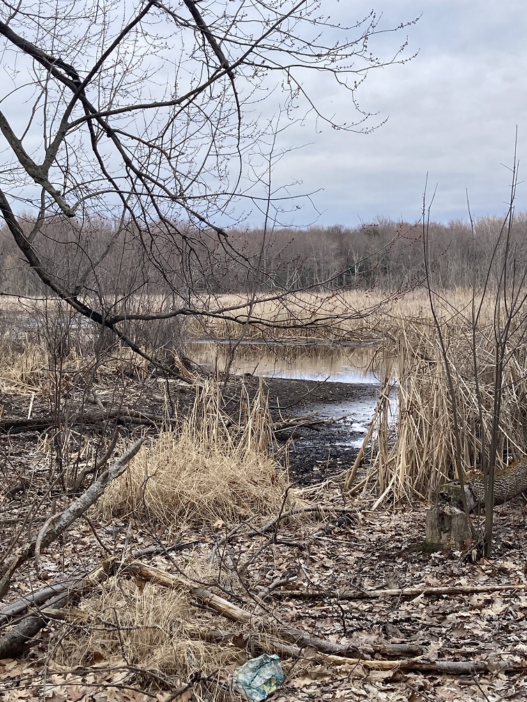 Marsh photo taken during early spring at Black Pond Wildlife Management Area