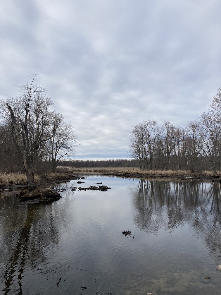 Sky reflecting on Black Pond and marsh at the Wildlife Management Area