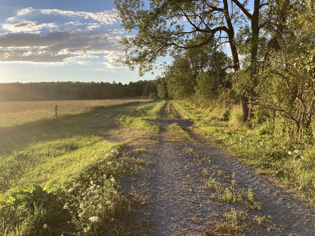 A view of the Root Trail which provides access to the Pulput Rock State Forest