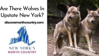 Are There Wolves In Upstate New York?