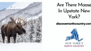 Are There Moose In Upstate New York