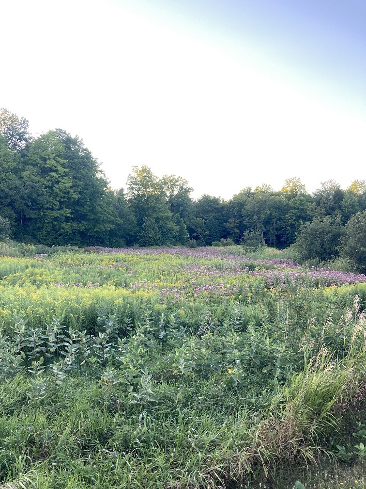 Wildflowers taken in summer near Black Creek at the Philadelphia Town Park