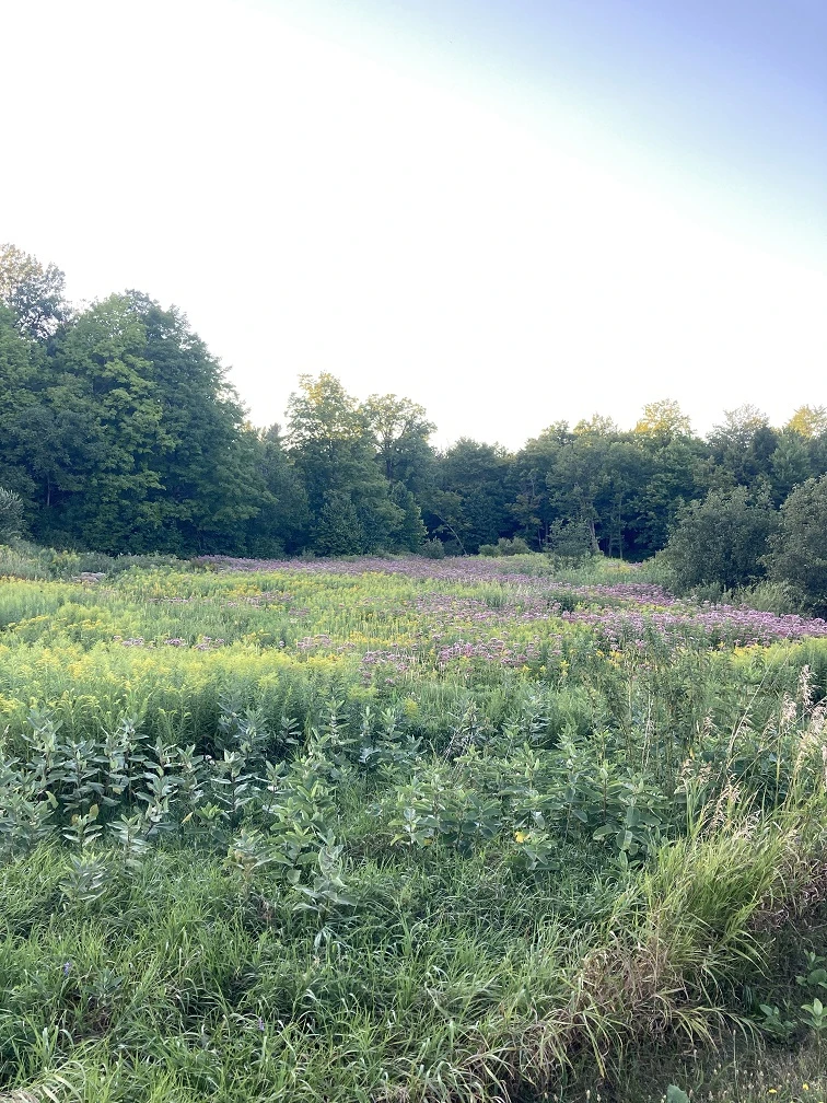 Wildflowers taken in summer near Black Creek at the Philadelphia Town Park