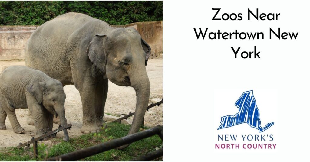 Zoos Near Watertown New York