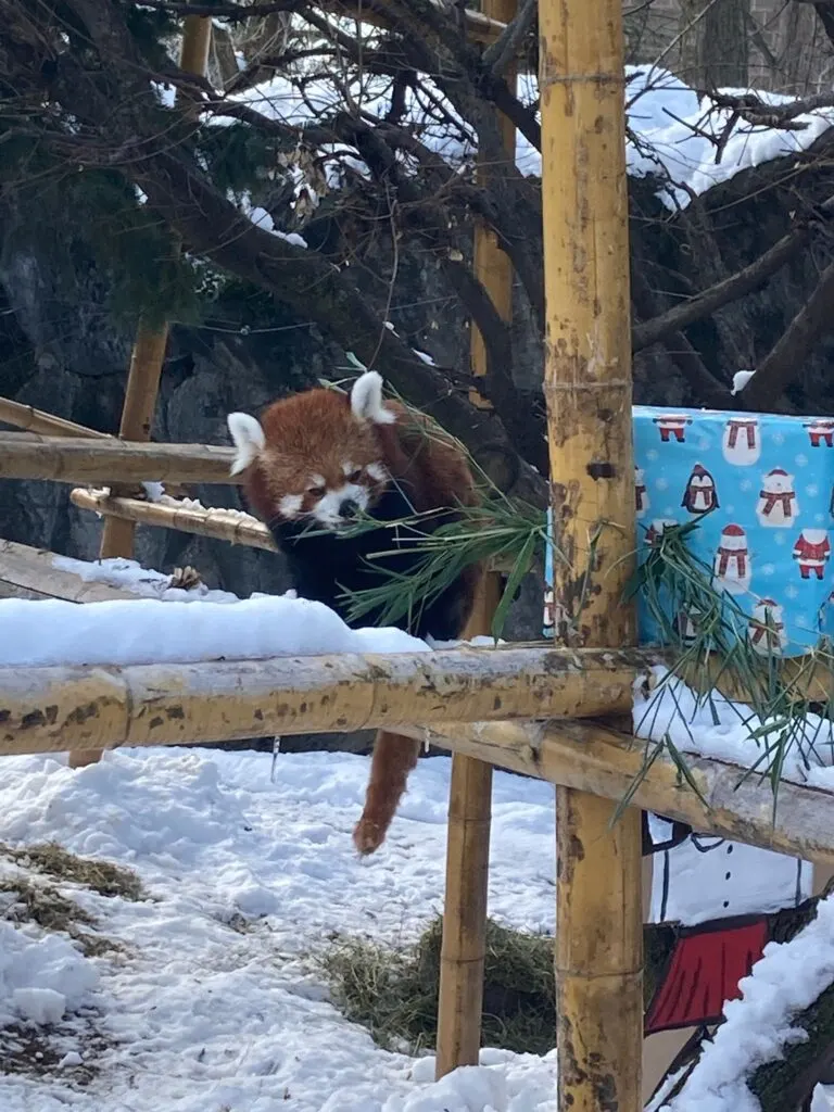 photograph of a red panda eating at the Rosamond Gifford Zoo