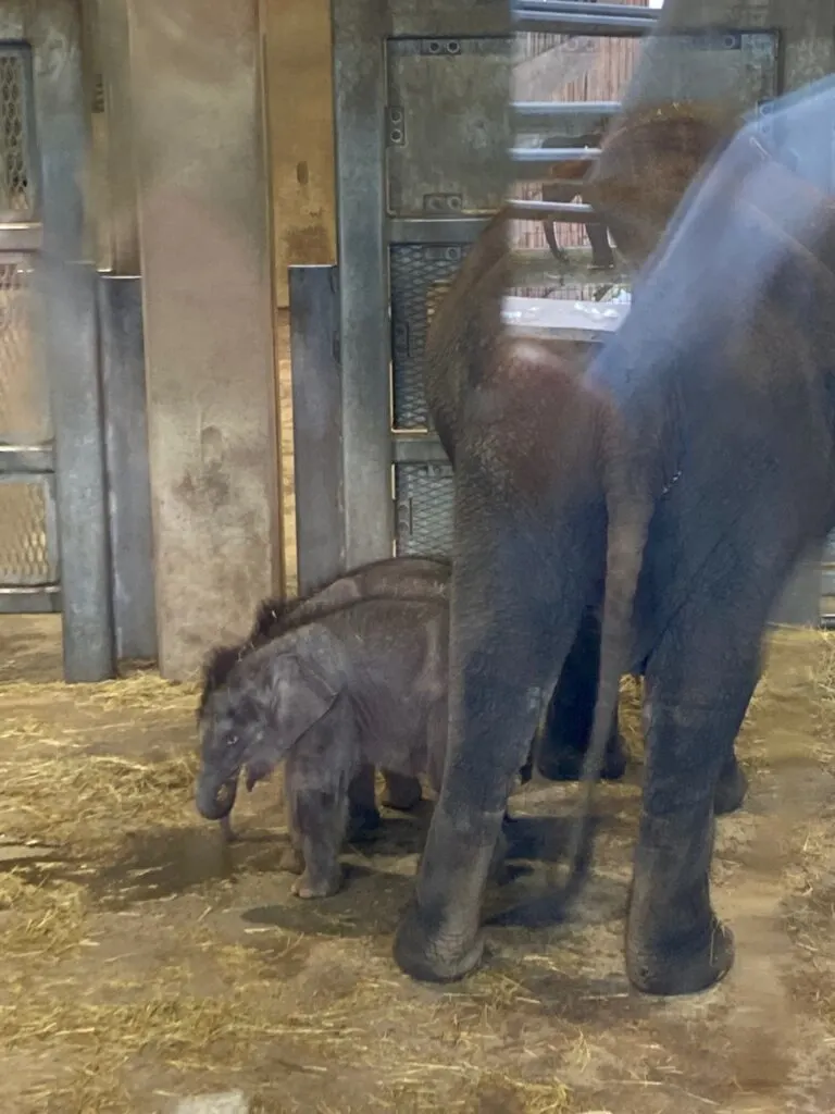 photo taken through glass of the twin Asian elephants a few months after they were born at the Syracuse zoo