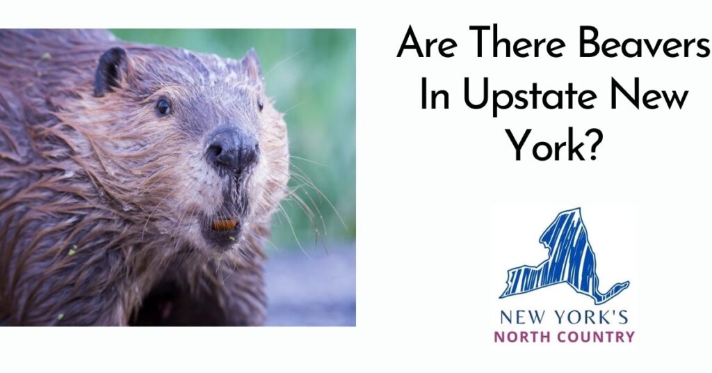 Are There Beavers In Upstate New York