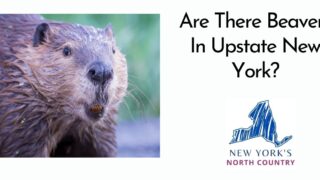 Are There Beavers In Upstate New York