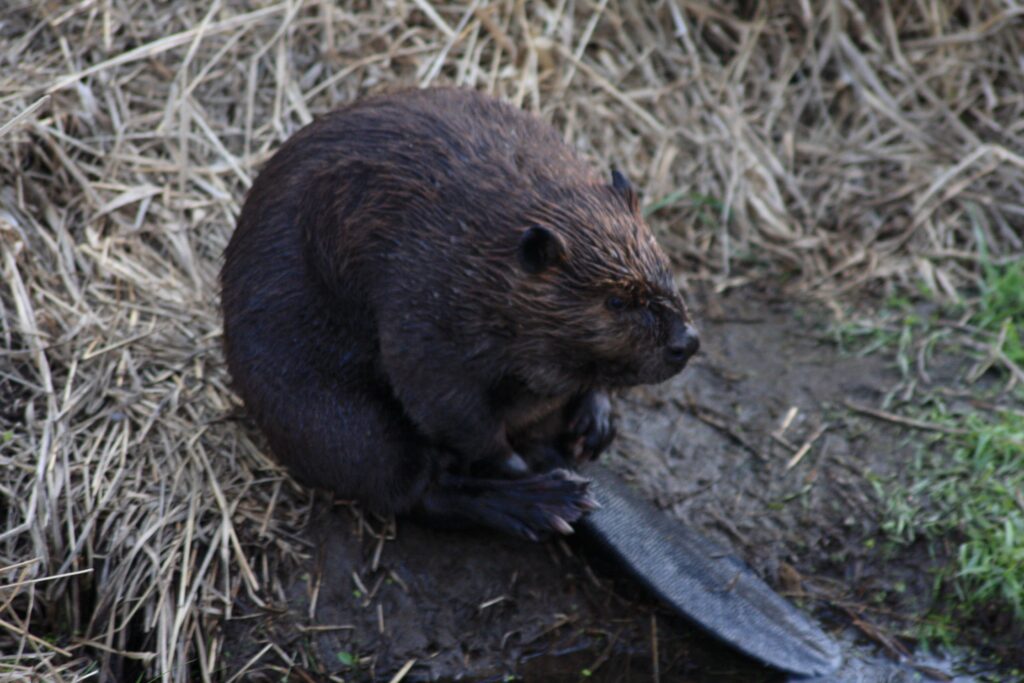 photo of a beaver
